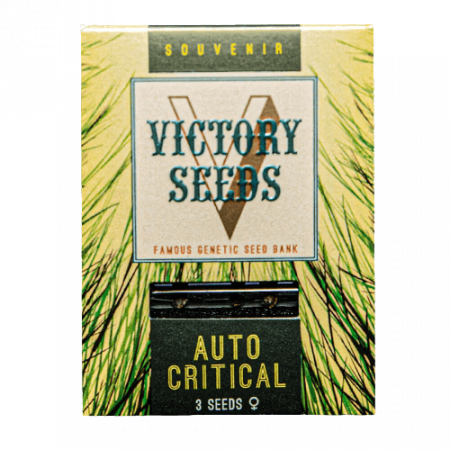 Seminte Cannabis - Seminte Cannabis Auto Critical Feminized