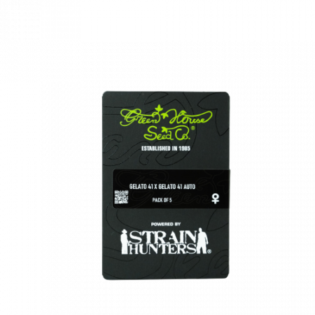 Seminte Cannabis - Auto Gelato 41 x Gelato 41 Feminized, 5 seminte