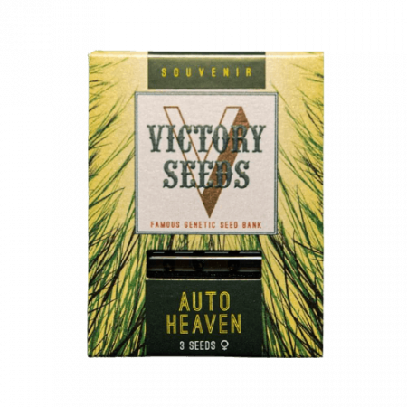 Seminte Cannabis - Seminte Cannabis Auto Heaven Feminized