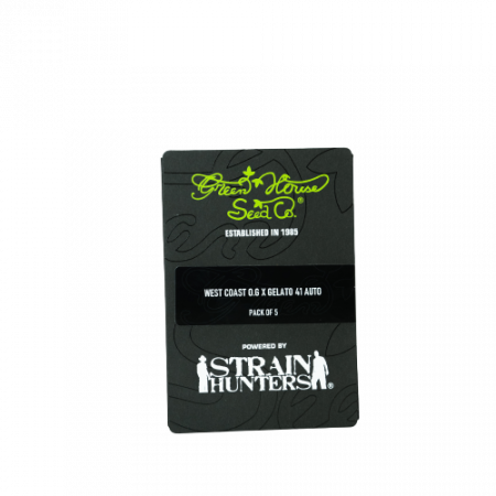 Seminte Cannabis - Auto West Coast OG x Gelato 41 Feminized, 5 seminte