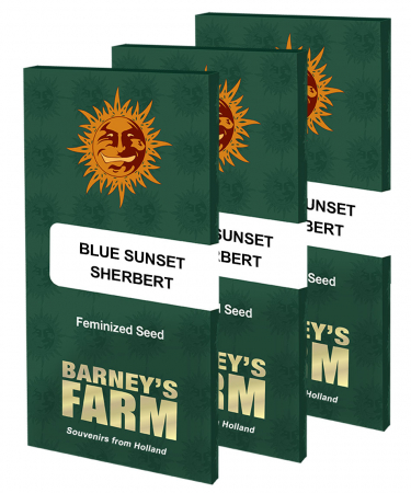 Seminte Cannabis - Blue Sunset Sherbet Feminized, 5 seminte