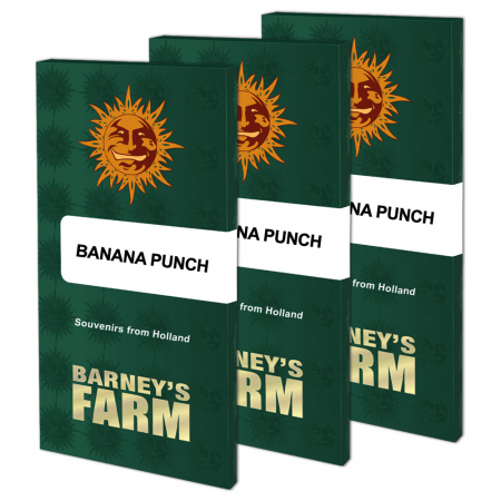 Seminte Cannabis - Banana Punch Feminized, 5 seminte