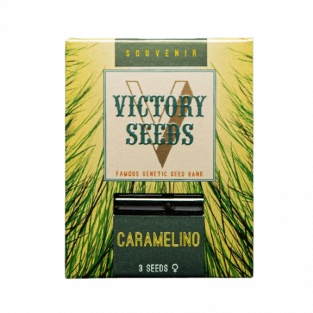 Seminte Feminizate - Seminte Canabis Caramelino Feminized