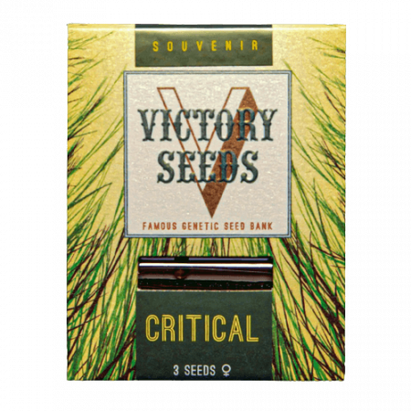Seminte Feminizate - Seminte Canabis Critical Feminized