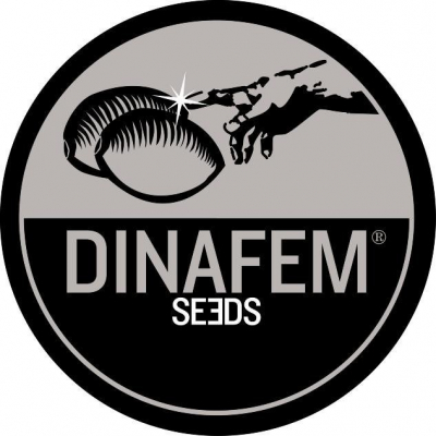 Dinafem - Seminte Cannabis Auto White Widow XXL Feminized, 5 seminte