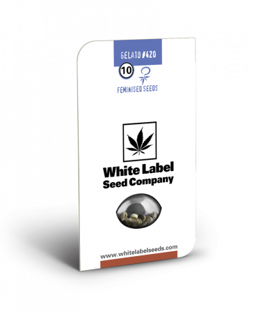 Seminte Cannabis - Seminte Canabis Gelato #420 Feminized, 5 seminte