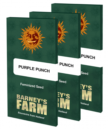 Seminte Cannabis - Purple Punch Feminized, 5 seminte