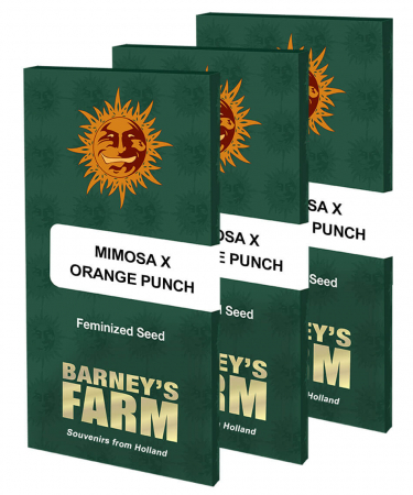 Seminte Cannabis - Mimosa x Orange Punch Feminized, 5 seminte