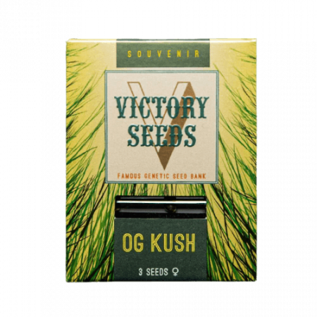 Seminte Feminizate - Seminte Canabis OG Kush Feminized