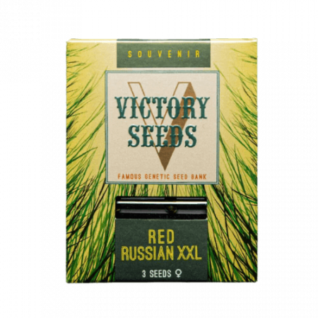 Seminte Feminizate - Seminte Canabis Red Russian XXL Feminized