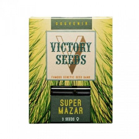 Seminte Feminizate - Seminte Canabis Super Mazar Feminized