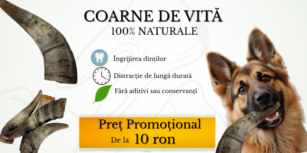 corn vita