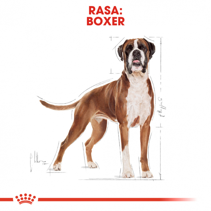 Royal Canin Boxer Adult 12kg [2]