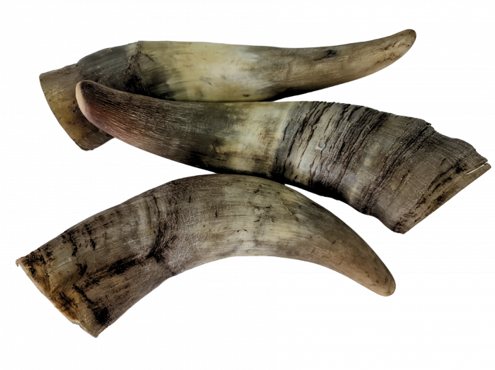 corn-vita-natural-caini.jpg [2]