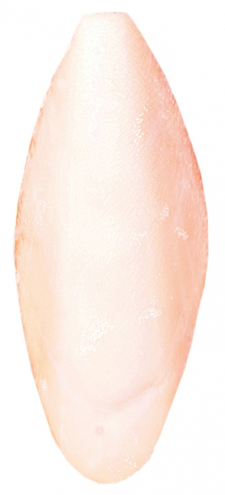 Os Sepie Liber 12 cm 5051 [1]