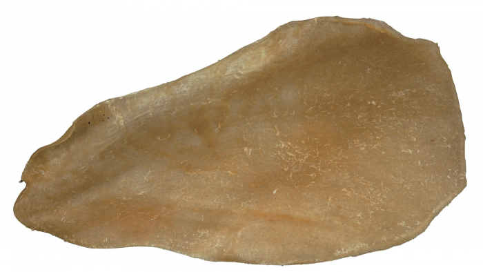 Urechi De Vita Uscate, 2726 [2]