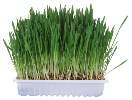 Produse Pentru Rozatoare - Iarba Pentru Rozatoare, 100 g, 6035