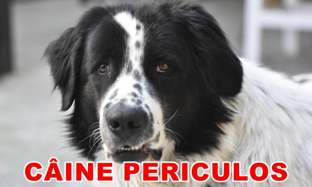 Accesorii Acasa si Mobilier - Indicator caine periculos Amstaff negru