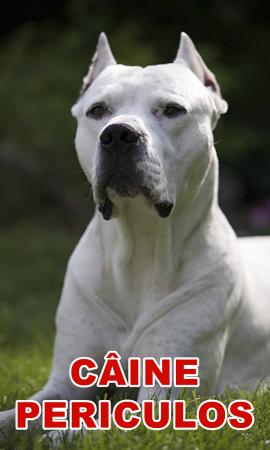 Accesorii Acasa si Mobilier - Indicator caine periculos Dog Argentinian