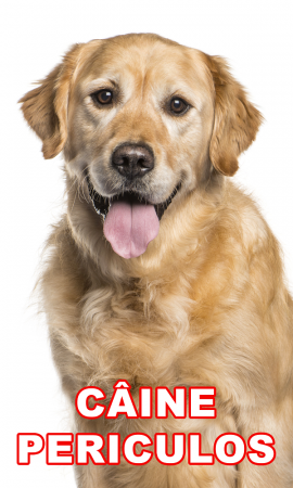 Accesorii Acasa si Mobilier - Indicator caine periculos Golden Retriever