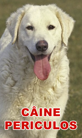 Accesorii Acasa si Mobilier - Indicator caine periculos Kuvasz