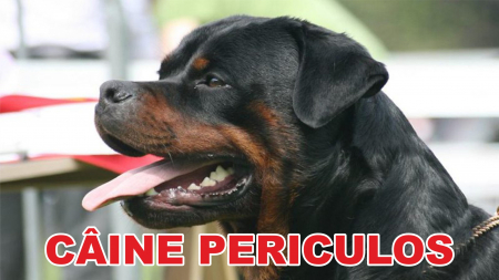 Accesorii Acasa si Mobilier - Indicator caine periculos Rottweiler