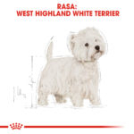 West Highland White Terrier Adult [3]