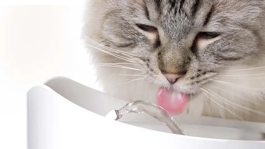 Catit Pixi Fantana pentru Pisici 2.5 L [7]