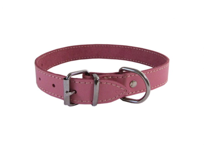 exotic-k-zgarda-caini-l4 [1]