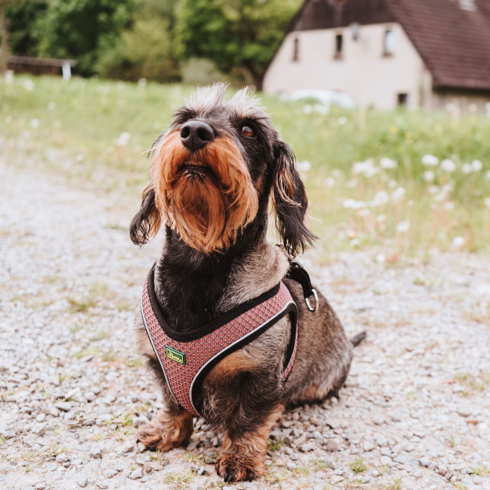 Hunter Ham Hilo Confort S-M [6]