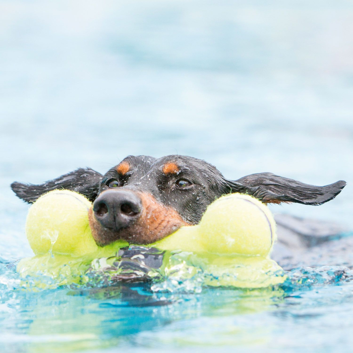 Hunter Jucarie Kong AirDog Squeaker Bone 16 Cm [3]