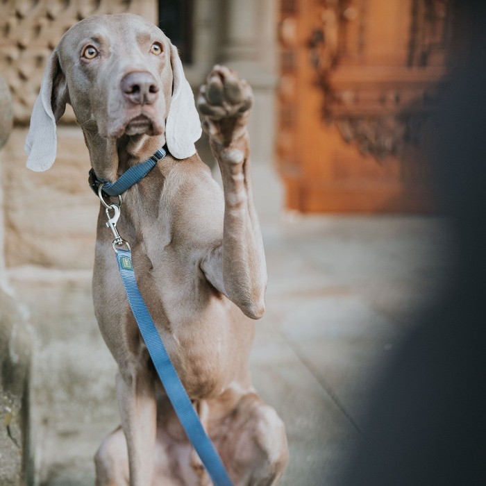 Hunter Lesa 10/110 Cm [3]