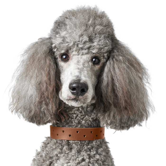 Hunter Zgarda Aalborg Soul din Piele Naturala XS-S 40 Cm [4]