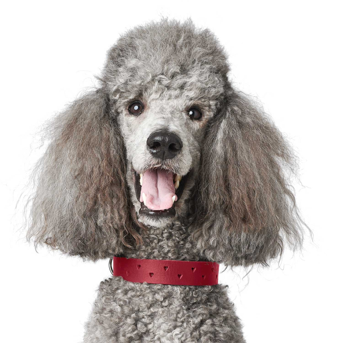 Hunter Zgarda Aalborg Soul din Piele Naturala S-M 50 Cm [5]