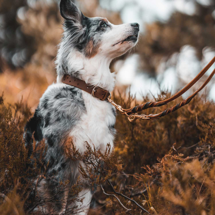 Hunter Zgarda Aalborg Soul din Piele Naturala XS-S 40 Cm [6]