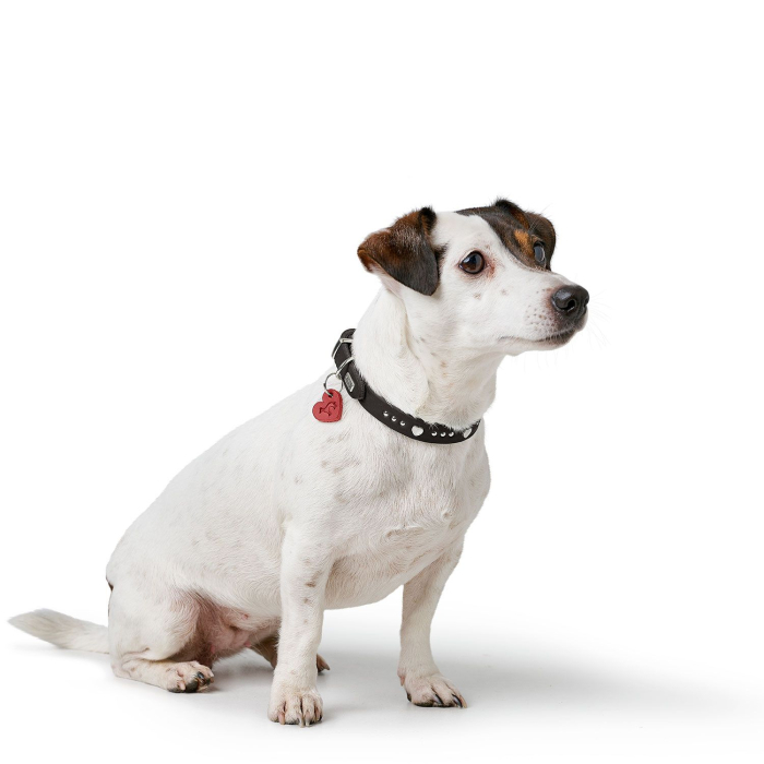 Hunter Zgarda Aalborg Hearts din Piele Naturala XXS-XS 27 Cm [5]