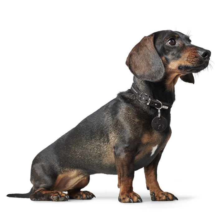 Hunter Zgarda Aalborg Style din Piele Naturala XS-S 37 Cm [4]