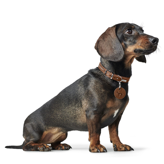 Hunter Zgarda Aalborg Style din Piele Naturala XXS-XS 27 Cm [5]