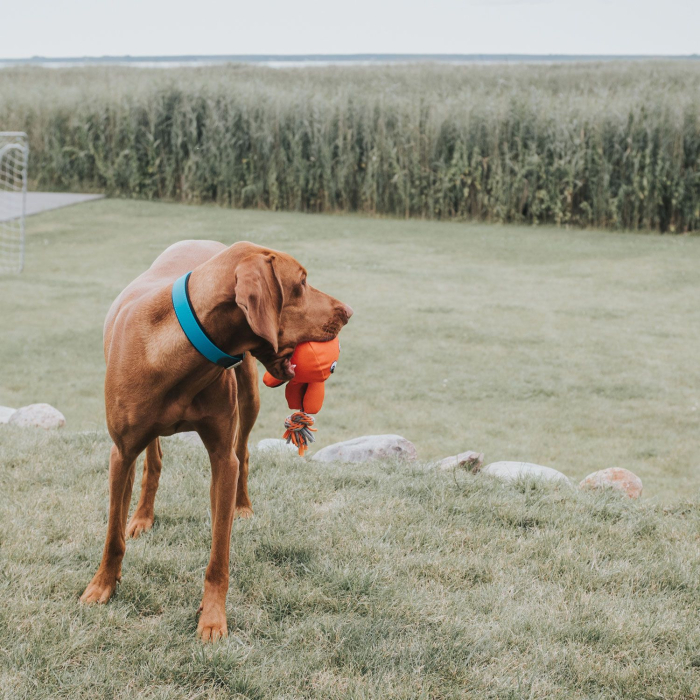 Hunter Zgarda Convenience M-L 55 Cm [3]