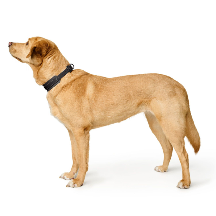 Hunter Zgarda Havanna M-L 55 Cm [7]