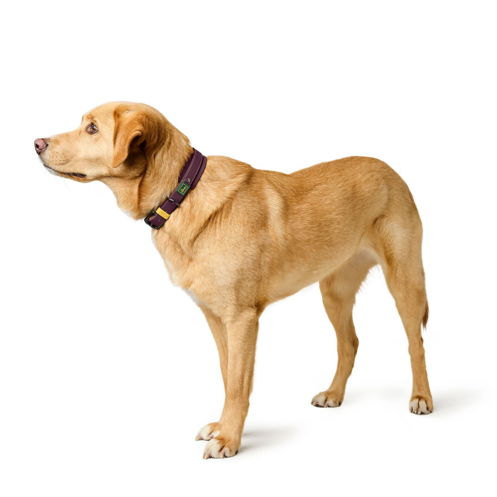 Hunter Zgarda Havanna S-M 45 Cm [6]