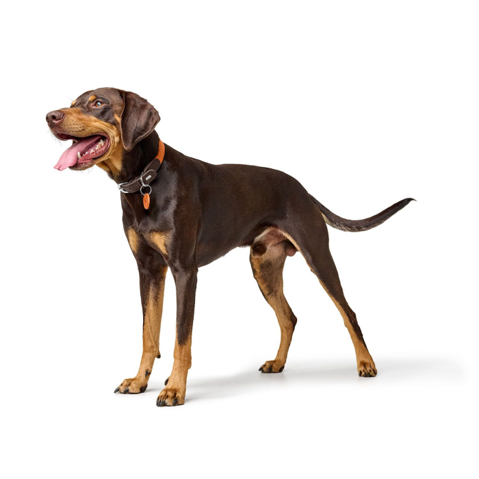 Hunter Zgarda Lemvig din Piele Naturala pentru Caini S 40 Cm [5]