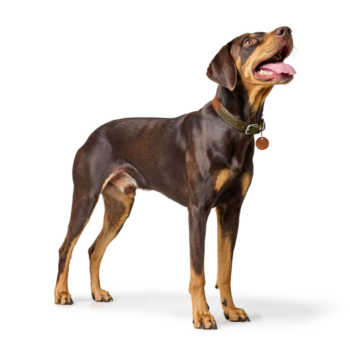 Hunter Zgarda Lemvig din Piele Naturala pentru Caini M-L 60 Cm [4]