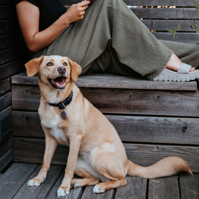 Hunter Zgarda Lemvig din Piele Naturala pentru Caini S-M 50 Cm [5]