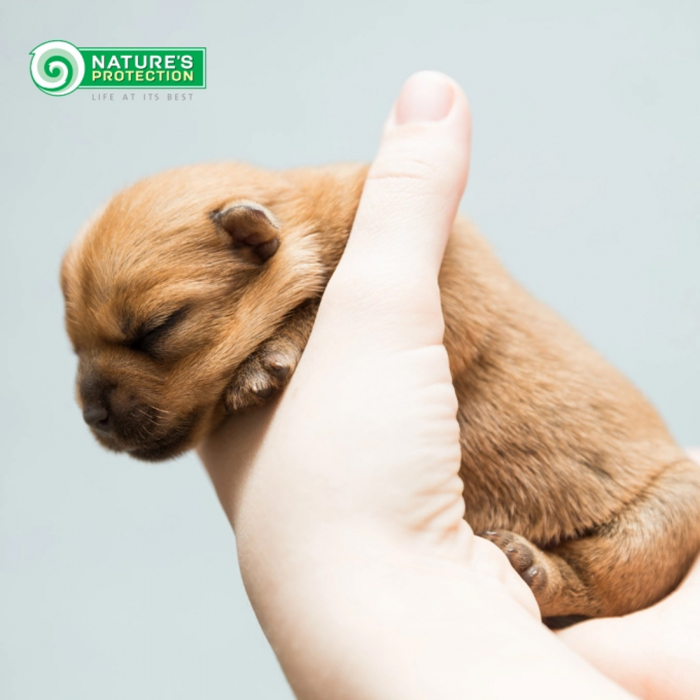 Nature's Protection Dog Puppy Starter Salmon&Krill [5]