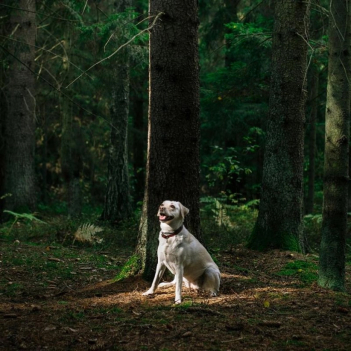 Nature's Protection Healthy Ageing Formula, for Senior Dogs and Cats Joints & Bones [3]