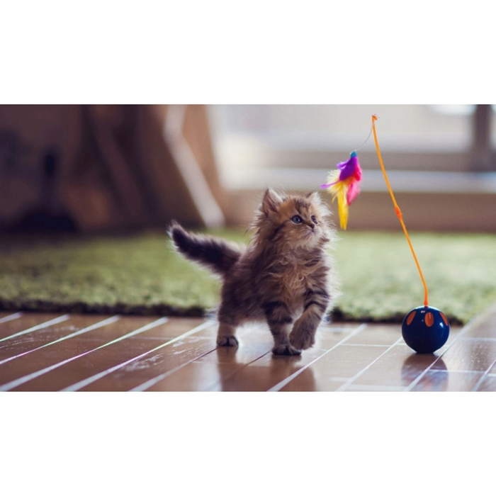 Nature's Protection Kitten [4]