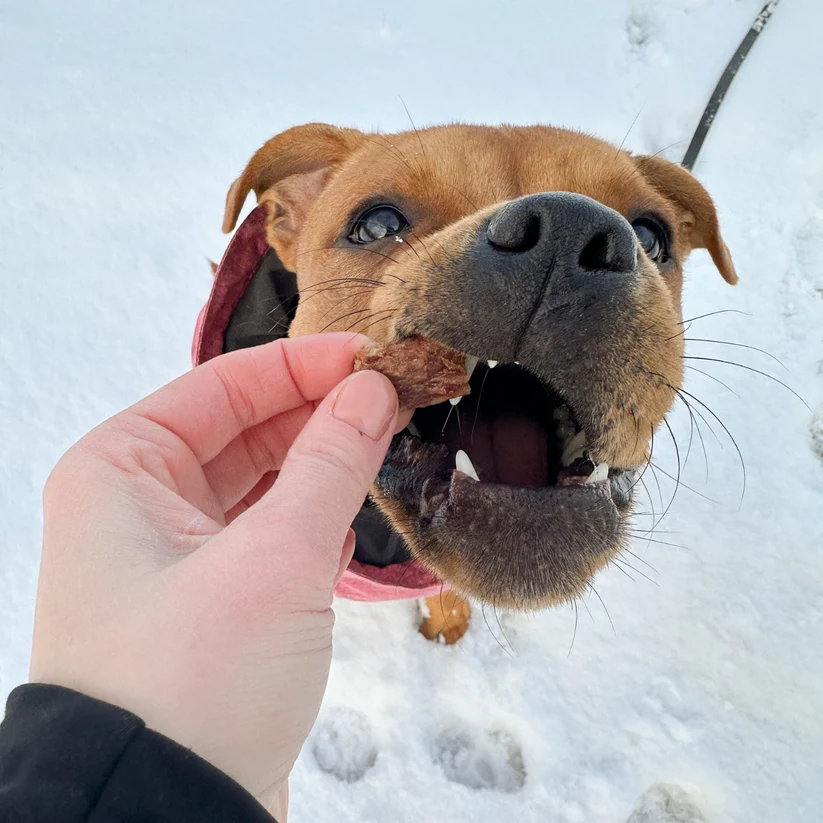 Pala Recompense Raw  Monoproteice cu Iepure pentru Caini 100 Gr [4]