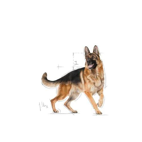 Royal Canin German Shepherd Adult [4]