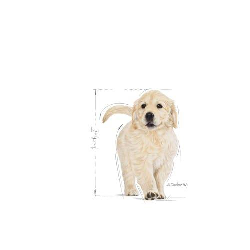 Royal Canin Golden Retriever Junior [3]